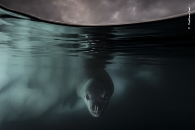 Matthew Smith carefully photographs a curious leopard seal beneath the Antarctic ice. Matthew used a specially made extension he designed for the front of his underwater housing to get this split image. It was his first encounter with a leopard seal. The young seal made several close, curious passes. ‘When it looked straight into the lens barrel, I knew I had something good.’ Though leopard seals are widespread and abundant, overfishing, retreating sea ice and warming waters mean that krill and penguins – their main food sources – are both in decline.