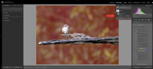 An introduction to AI editing in Adobe Lightroom - selections