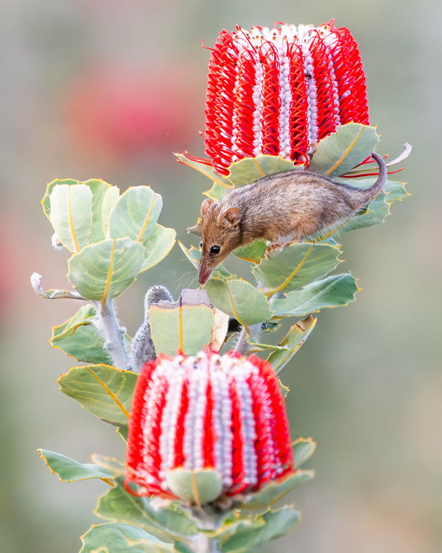 Junior category winner, Austin Ridley-Jarvis, Honey possum on scarlet banksia.