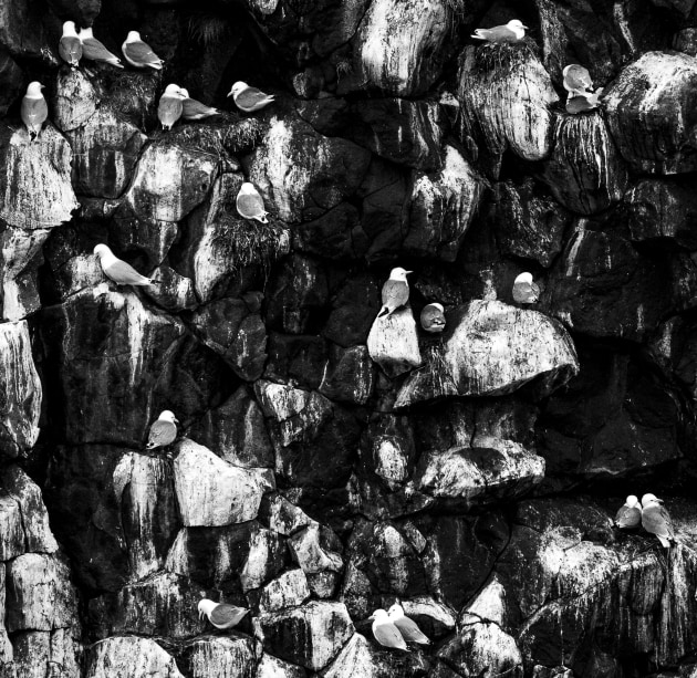 Animals category winner, Guy Draper, The colony.
“When travelling recently through Iceland we came upon a colony of gulls nesting in the cliffs above the ocean,” explains Guy Draper. “Gulls were coming and going with nesting material, courting, fighting and fishing for a feed. The rocks were dark, the gulls and their waste was white and I instantly knew this needed to be a monochrome shot. 
To me, this is a shot with a load of individual stories to tell, like those from the occupants of a high rise apartment building.”