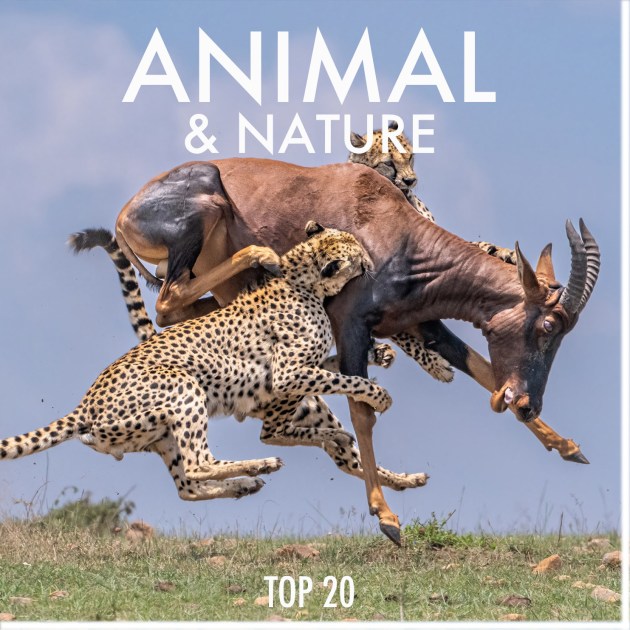 animal-nature.jpg