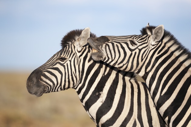 With wildlife we’re often seeking to photograph in that beautiful golden light at the ends of the day, but sometimes warm light can work against the image, as with these zebra, where the image was a little muddy. Pulling the white balance temp slider hard left produced a much punchier image, further enhanced with some tonal manipulation to bring up the whites. Cooling the white balance also produces a bluer sky. An inverted subject selection in masks allowed the background to be lightened, making the animals stand out even more.
Canon EOS 1Ds II, 500mm f/4 L lens, 1/2500 sec, f/5, ISO 200