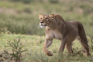 Lightroom tips for wildlife photographers (Part three)