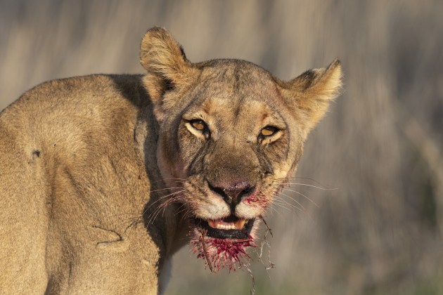 Get it right in camera and most images require only a light touch in Lightroom. Here, just a touch of tonal correction, mainly to brighten the image. The blood, from a freshly killed oryx, rendered a little brown in the RAW file, so the red hue was tweaked in the HSL/Colour panel to correct this.
Canon EOS 1Dx, 500mm f/4 L lens with 1.4x extender, 1/1000 sec, f/9. ISO 500