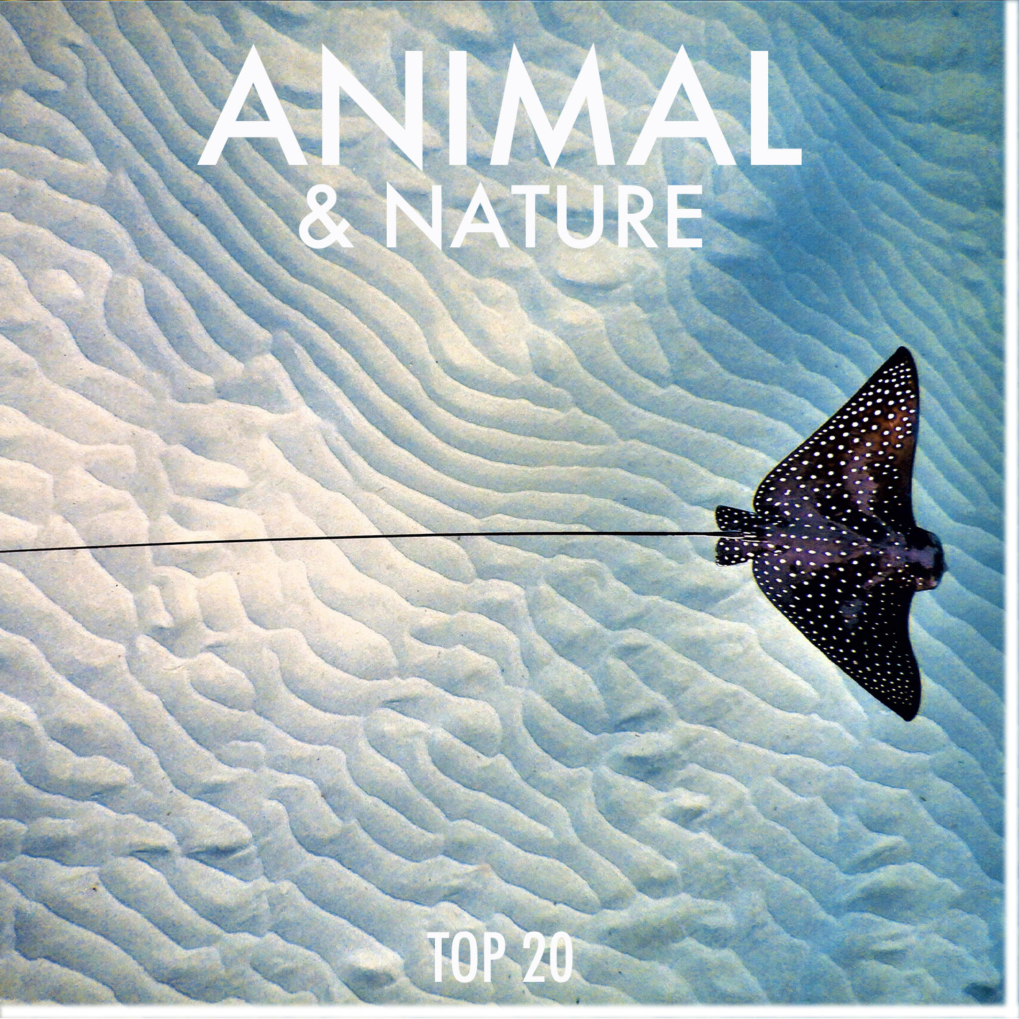 animal-nature.jpg