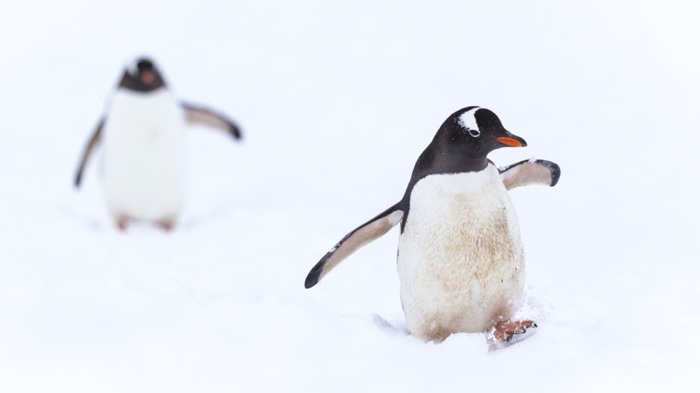 Antarctica. © Chris Bray