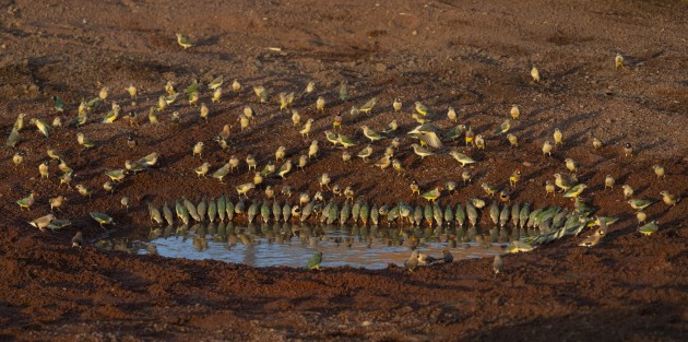 It is late October in a poor wet season and this tiny pool is all that remains in a river system that rarely dries up. The sight of hundreds of Gouldians (and a small number of Long-tailed and Masked Finches) in various stages of  colouration coming into drink in the morning is one of the best bird-watching experiences imaginable. Out of frame, a further large group of Gouldians remain in a Boab Tree waiting their turn to drink. Sony A7R IV, Sony 200-600mm F5.6-6.3 lens @ 200mm. 1/1250s @ f7.1, ISO 1250.
