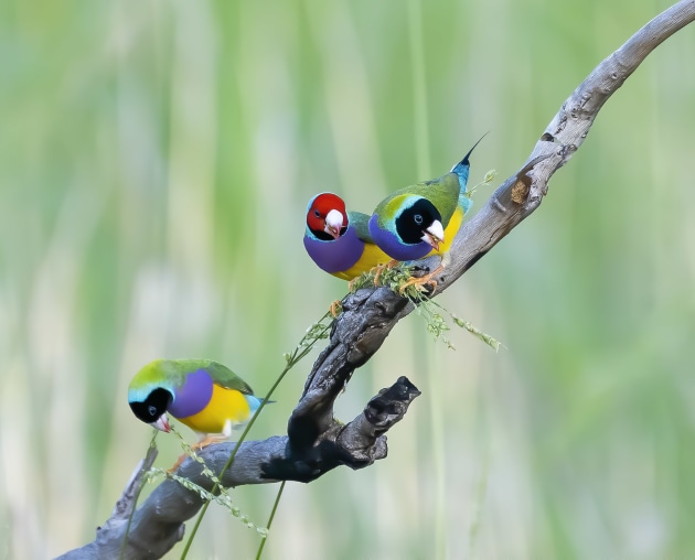 In a field of Cockatoo Grass, Gouldian Finches cleverly use their feet to trap a seeding head against a dead tree branch in order to aid feeding. This image was taken at 5:40am in early February with most birds arriving to feed just after 5:00am. Gouldians will normally feed ravenously at this time of year for 2–3 hours after sunrise before thinning out. Around 4:00pm they return to feed until sunset. They have a preference to feed in shady areas when the sun increases in intensity as the morning progresses. Sony A7R IV, Sony 200-600mm F5.6-6.3 lens @ 600mm. 1/400s @ f6.3, ISO 1000.