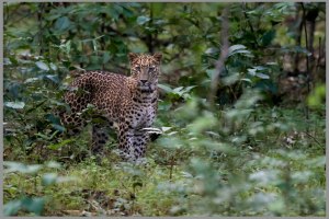 An introduction to AI editing in Adobe Lightroom - Content Aware heal
