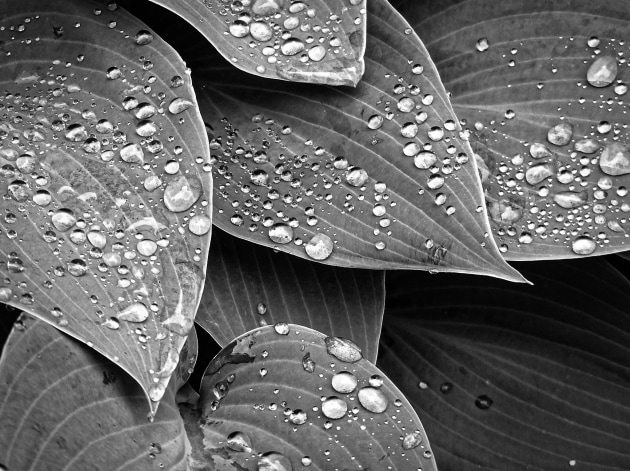 Photographed on a rainy, overcast day. Image: Georgia Cuccia