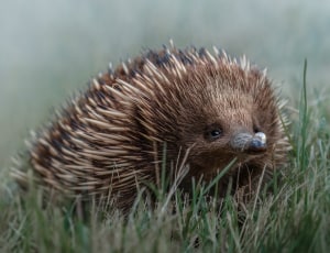 Peak portraiture: Photo tips for better wildlife portraits (Part one)