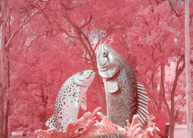 Big Fish at Snobs Creek Fish Hatchery – Eildon, Victoria.