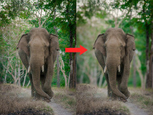 Lens Blur in Adobe Lightroom: A Step-By-Step Guide