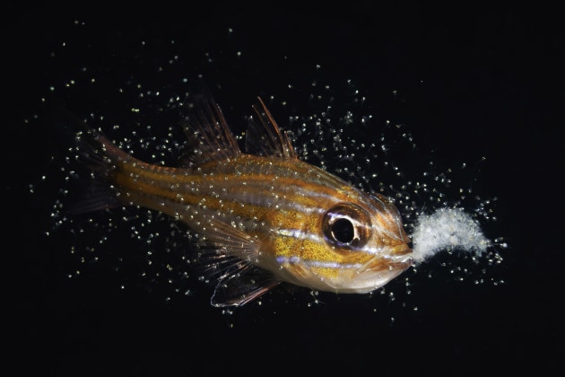 Marine Life Behavior winner - ‘Born from Mouth’ by Yoichi Sato; Minamisatsuma, Kagoshima, Japan | 2024 Ocean Art Underwater Photo Contest.