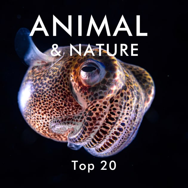 Animal 2020 Top 20