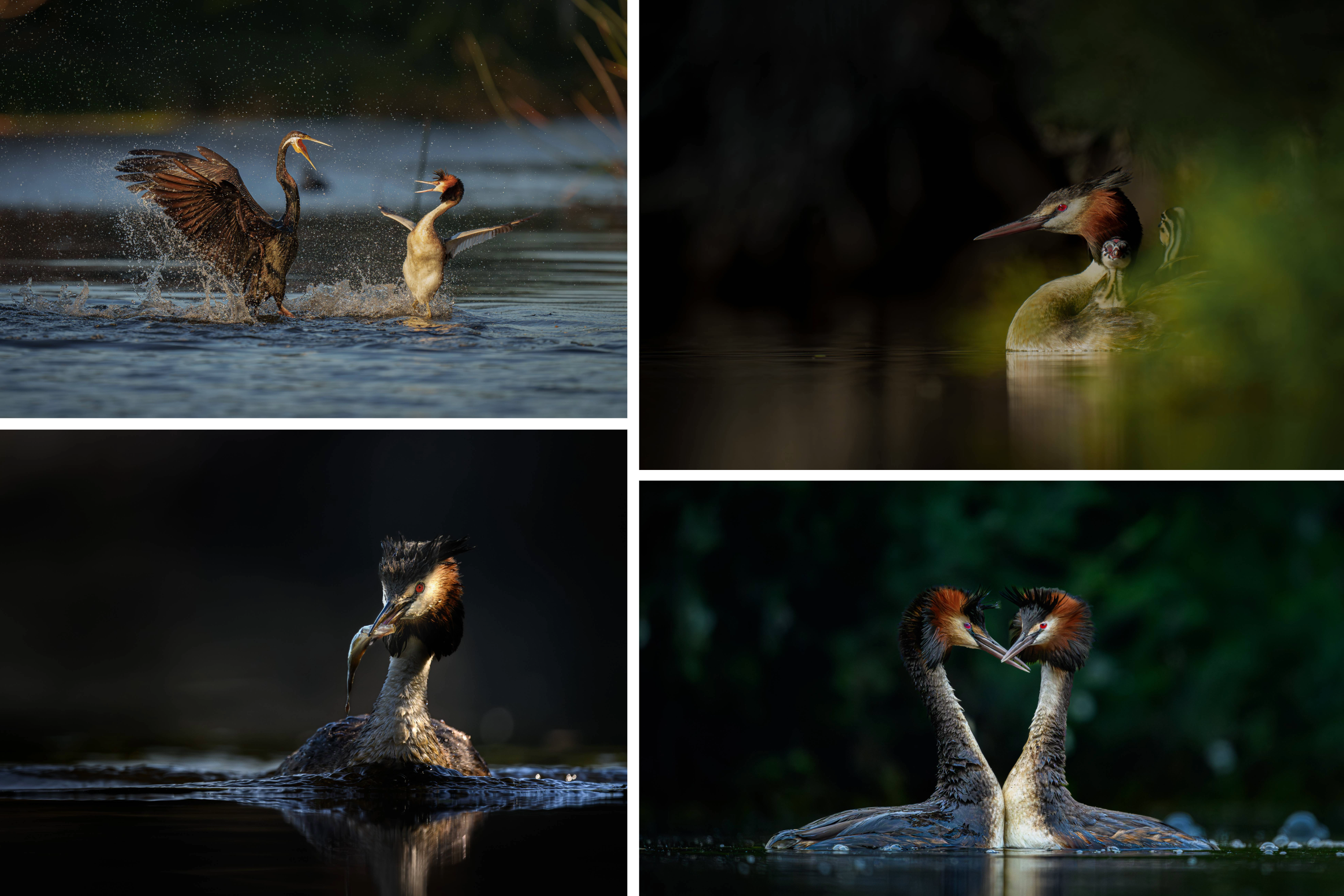 Overall winner and winner, Animal and Nature category, Donald Chin, Qualities of a Great creasted grebe.