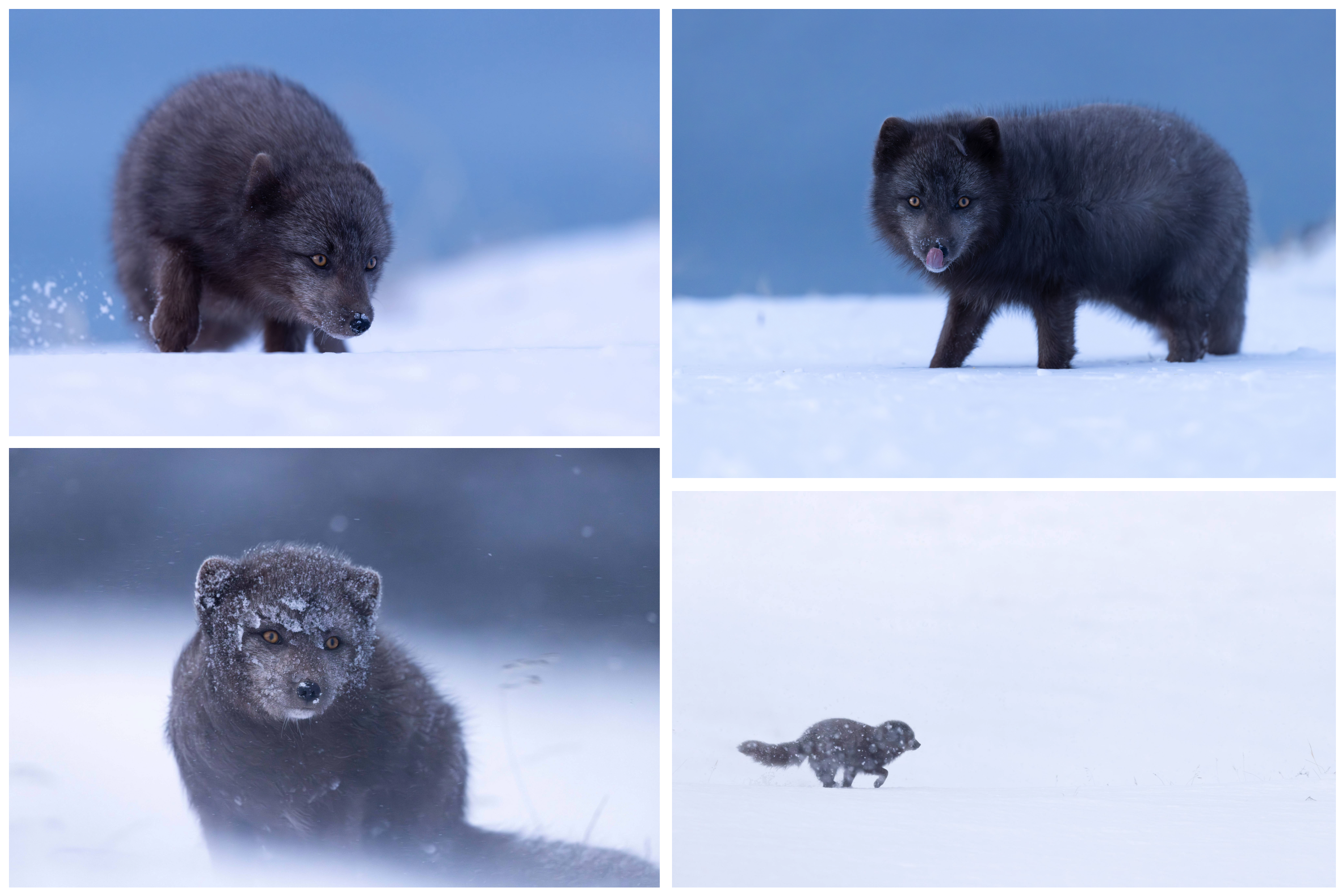Animal and Nature category runner-up, Rebecca Harrison, Wild winter in Iceland.